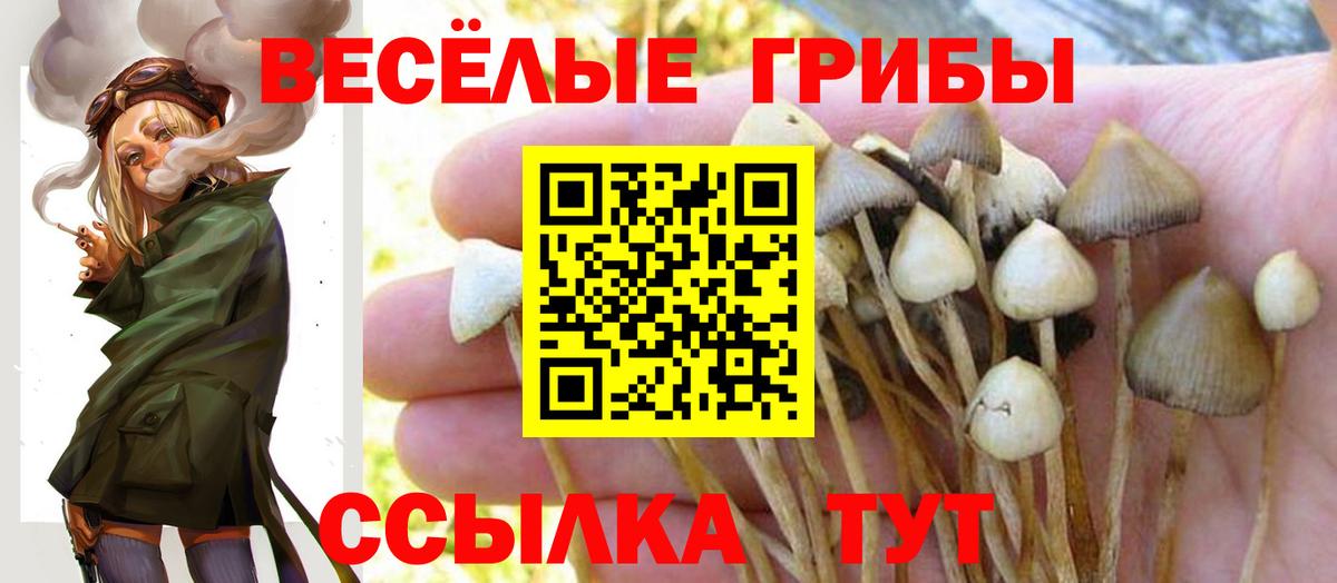 Псилоцибиновые грибы Cubensis  Вход с VPN  Элиста 